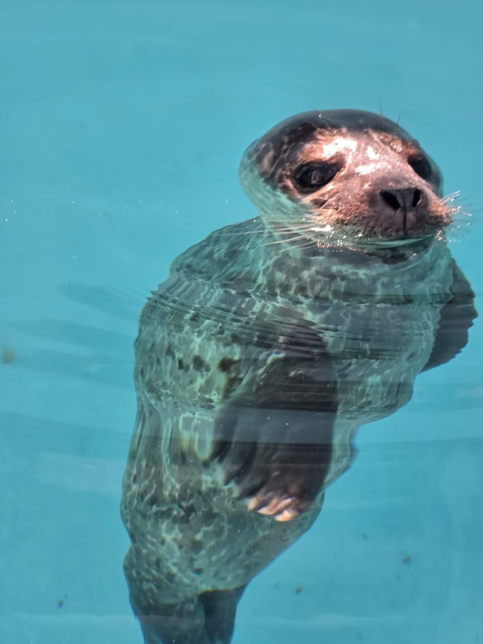 $!Rescatan cría de foca en Mazatlán y recibe atención especializada