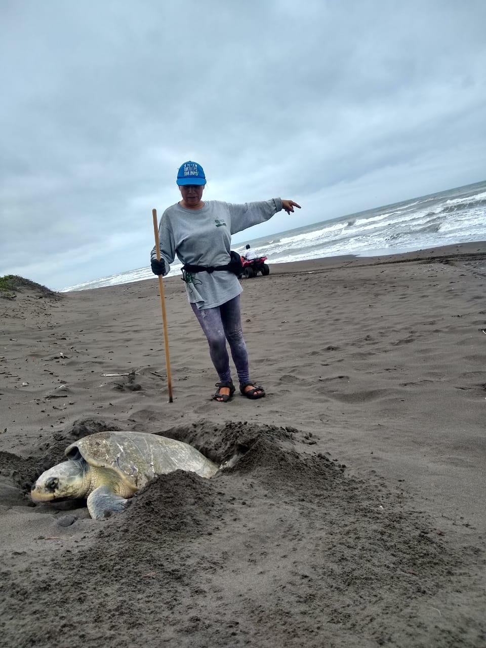 $!Rastreando el nacimiento de la tortuga verde: el aumento de la temperatura en el mar impacta en la anidación de la especie en las costas de México