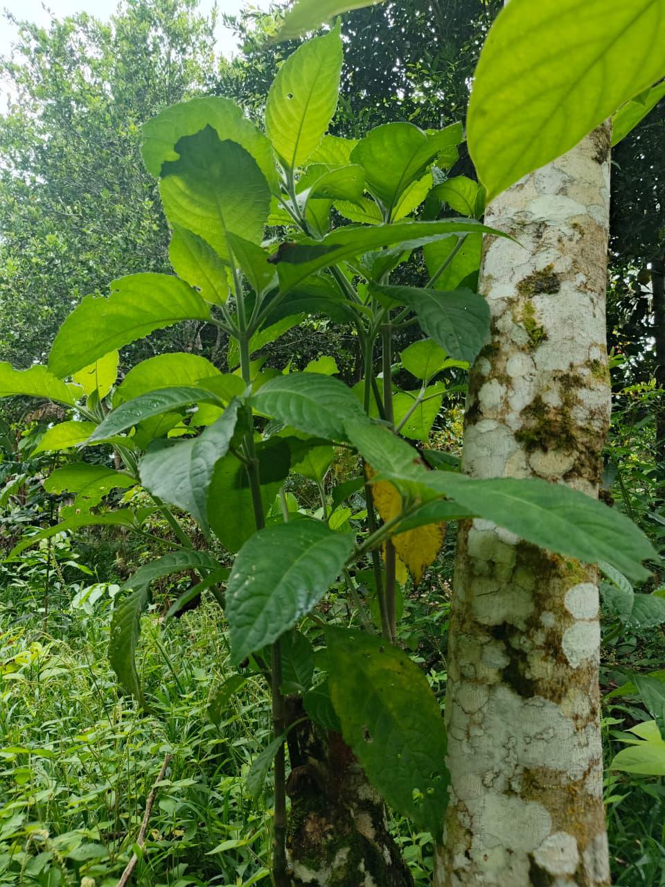 $!Las mujeres cofán siembran plantas como el nacedero, el achapo y la guagua, reconocidas por su pueblo por su capacidad de evitar la erosión de las orillas de los ríos
