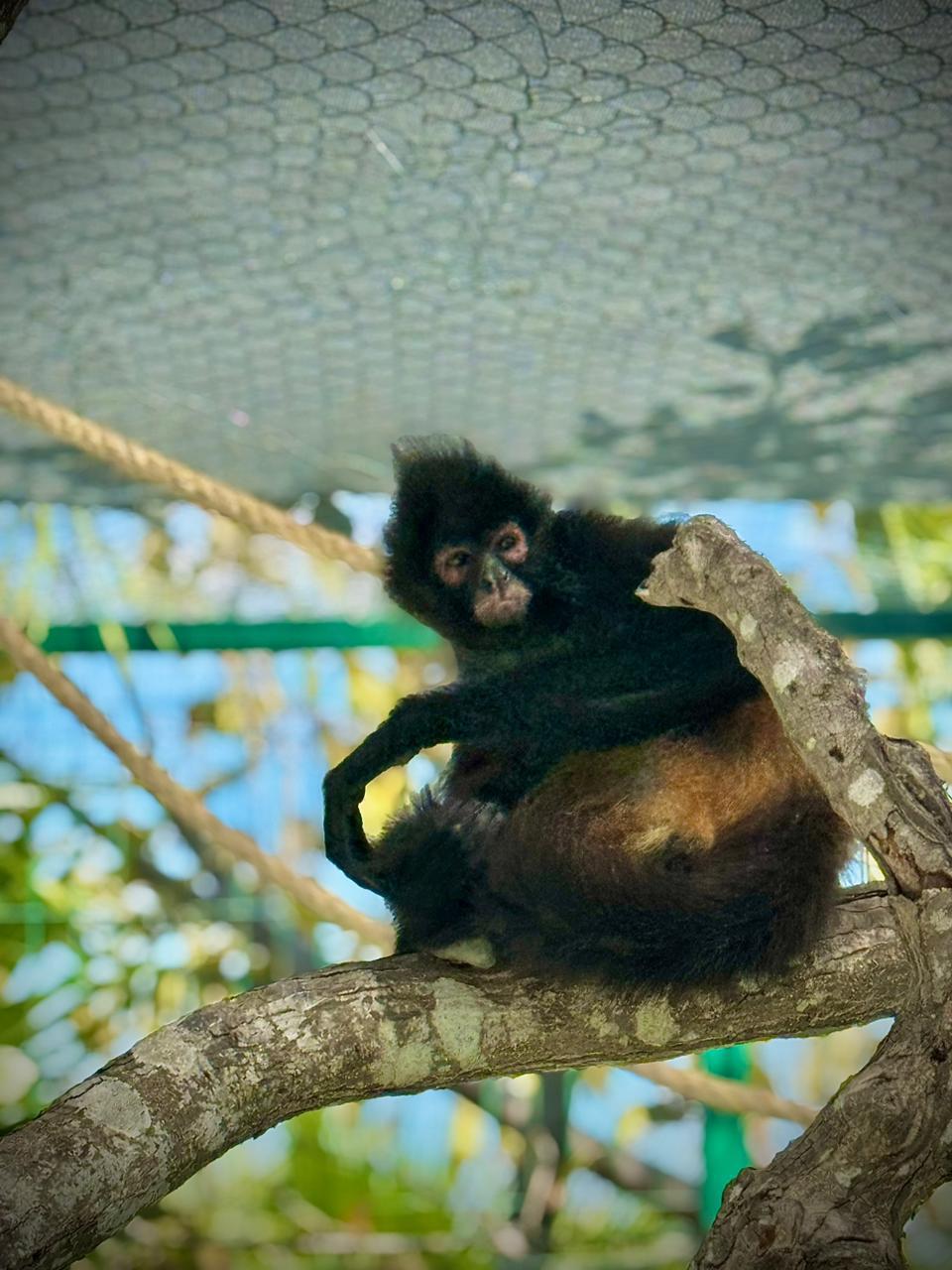 $!Mono araña estrena hábitat en el Gran Acuario Mazatlán