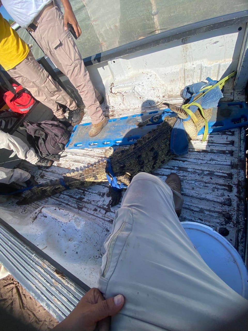 $!Hallan a cocodrilo entre los surcos de siembra en un rancho agrícola, en Escuinapa