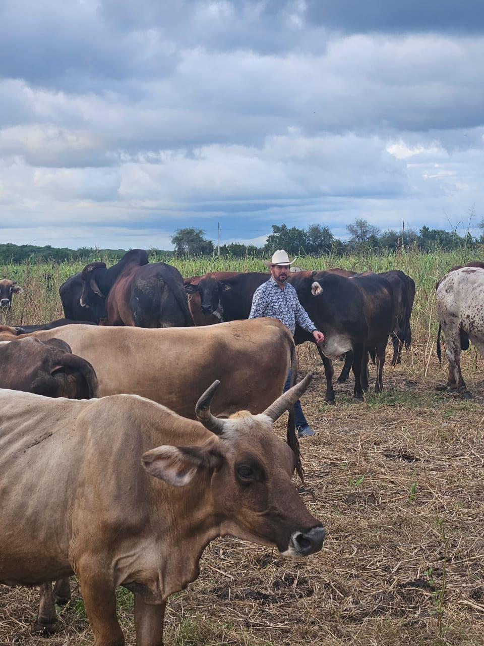 $!Necesario repoblar hatos para cubrir demanda de carne en Sinaloa: Unión Ganadera