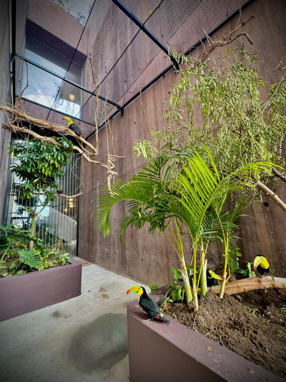 $!Tucanes: los nuevos embajadores de vida en el Gran Acuario Mazatlán