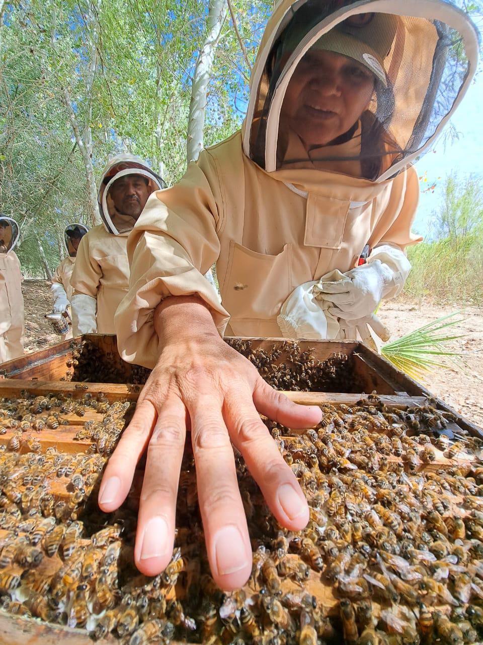 $!Revivir al Río Colorado: utilizan abejas y agua para restaurar el delta que unía a Estados Unidos con México
