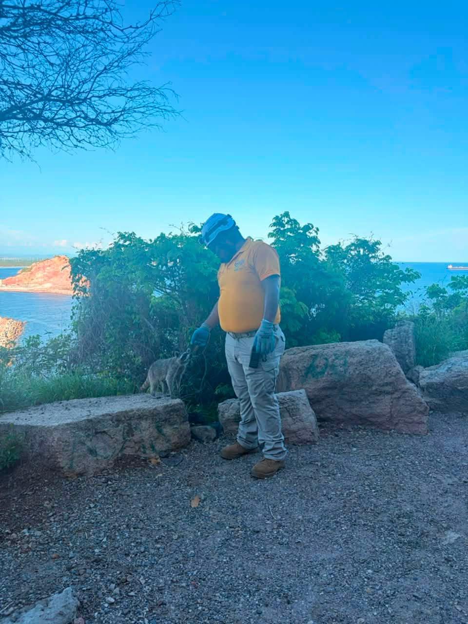 $!A salvo, gatos y mapaches que habitan en el cerro del Faro de Mazatlán