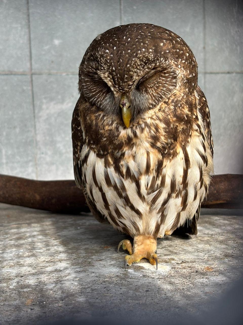 $!Hospital de Fauna del Gran Acuario Mazatlán rescata y libera especies en su hábitat natural