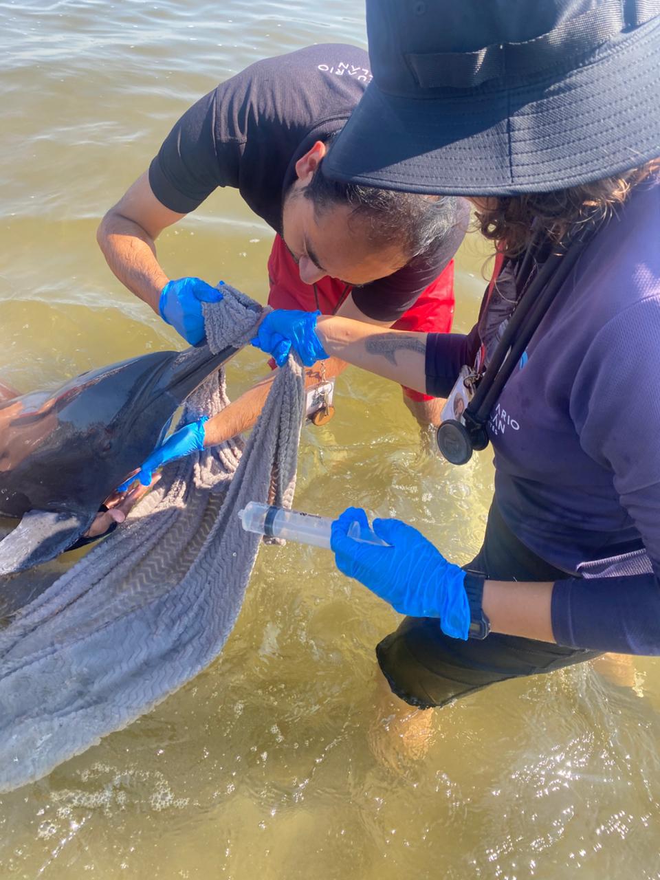 $!Rescatan y liberan a delfín varado en la Isla de la Piedra