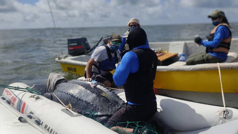 Científicos marcan tortugas machos en el mar argentino.