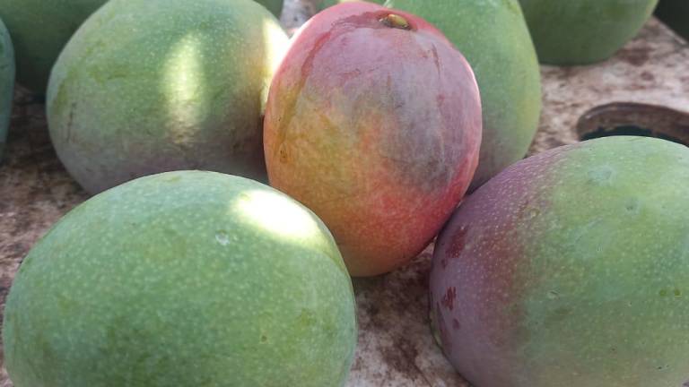Aún en huertas de Escuinapa permanece el 50% de la fruta: empacador