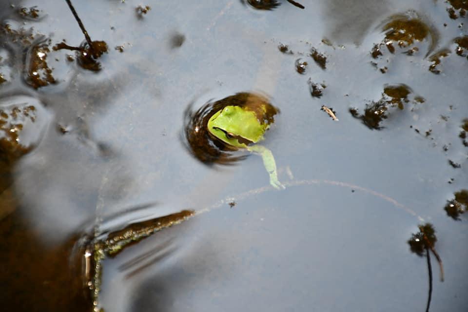 $!El investigador que usa la ciencia para defender al Bosque de Agua en México