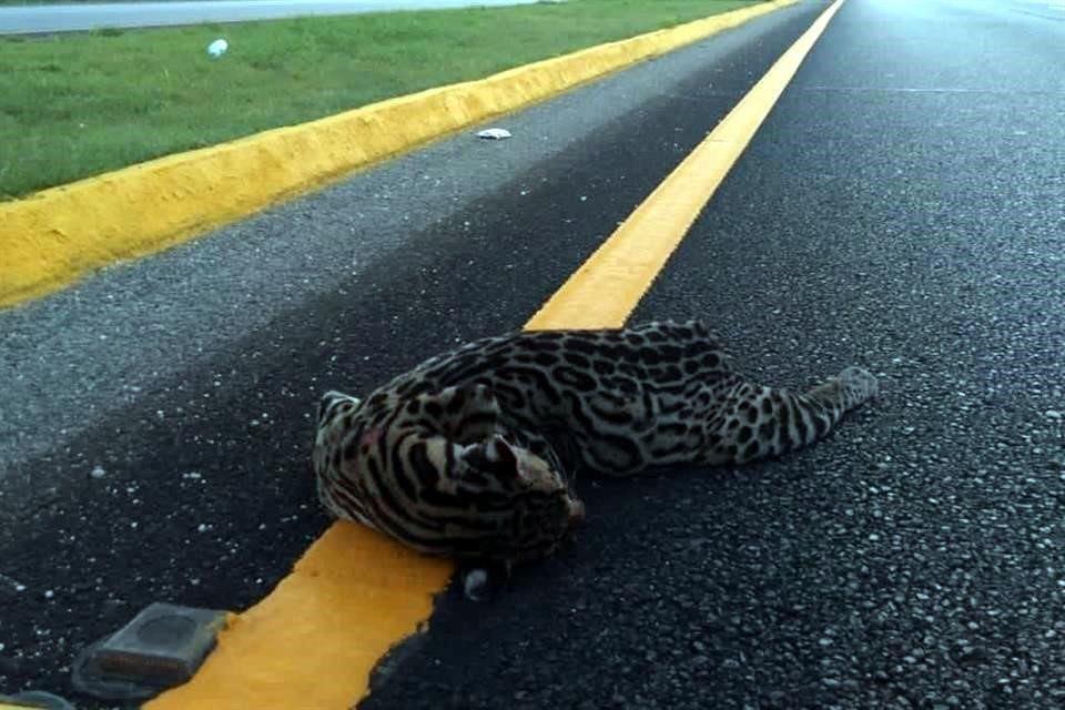 $!Atropellan a un ocelote en carretera de Quintana Roo; acusan a obras del Tren Maya; AMLO lo niega