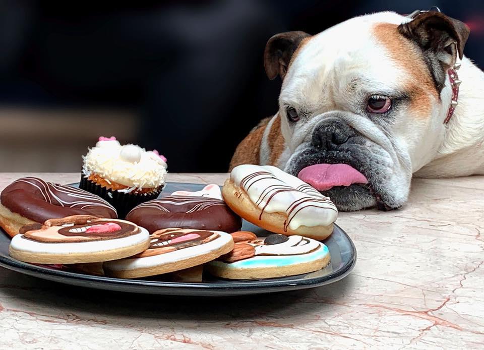 $!Pierde Eugenio Derbez a su perrita ‘Fiona’