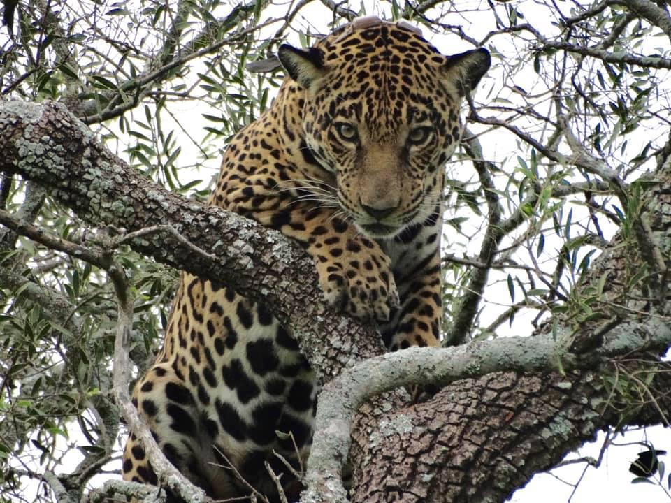 $!Un jaguar descansa en un árbol en los bosques del Chaco paraguayo.