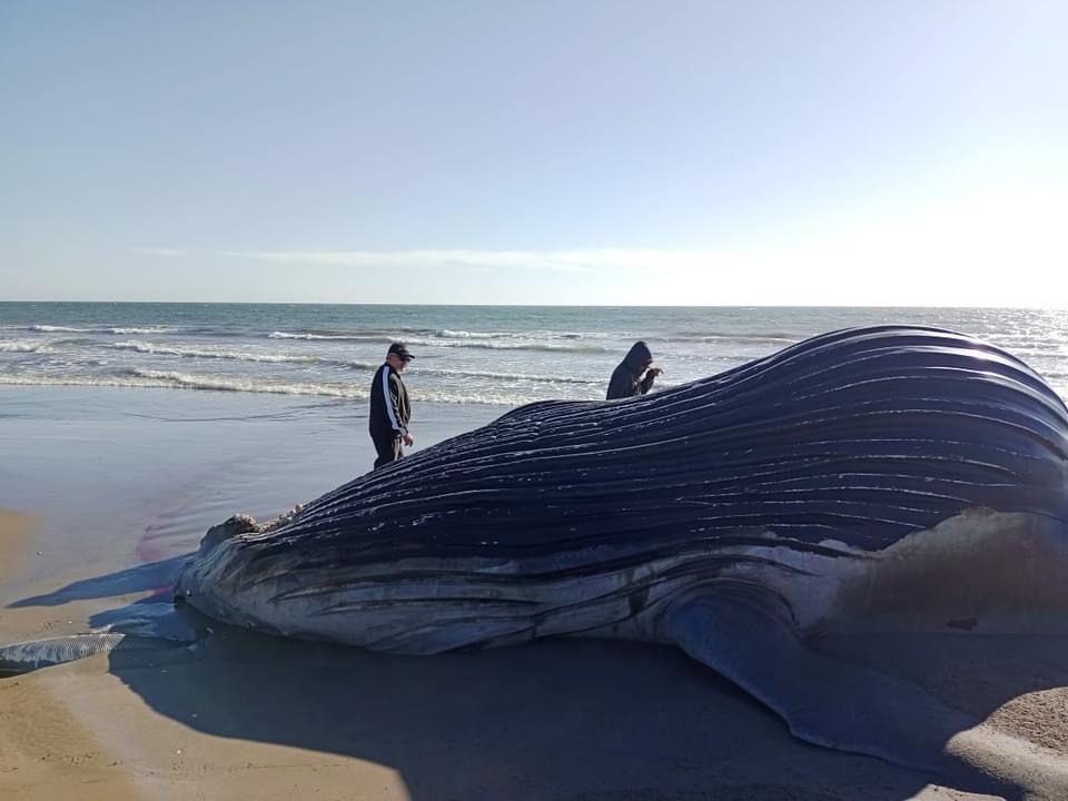 $!Ballena de más de 7 metros es encontrada muerta en playa de Guasave
