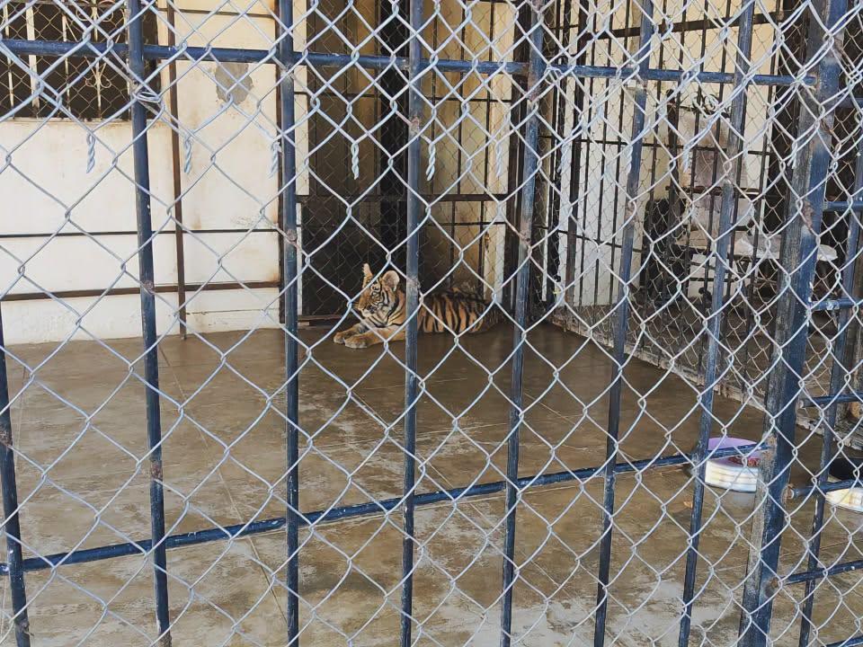 $!Asegura Profepa dos tigres de Bengala en un domicilio de Mazatlán