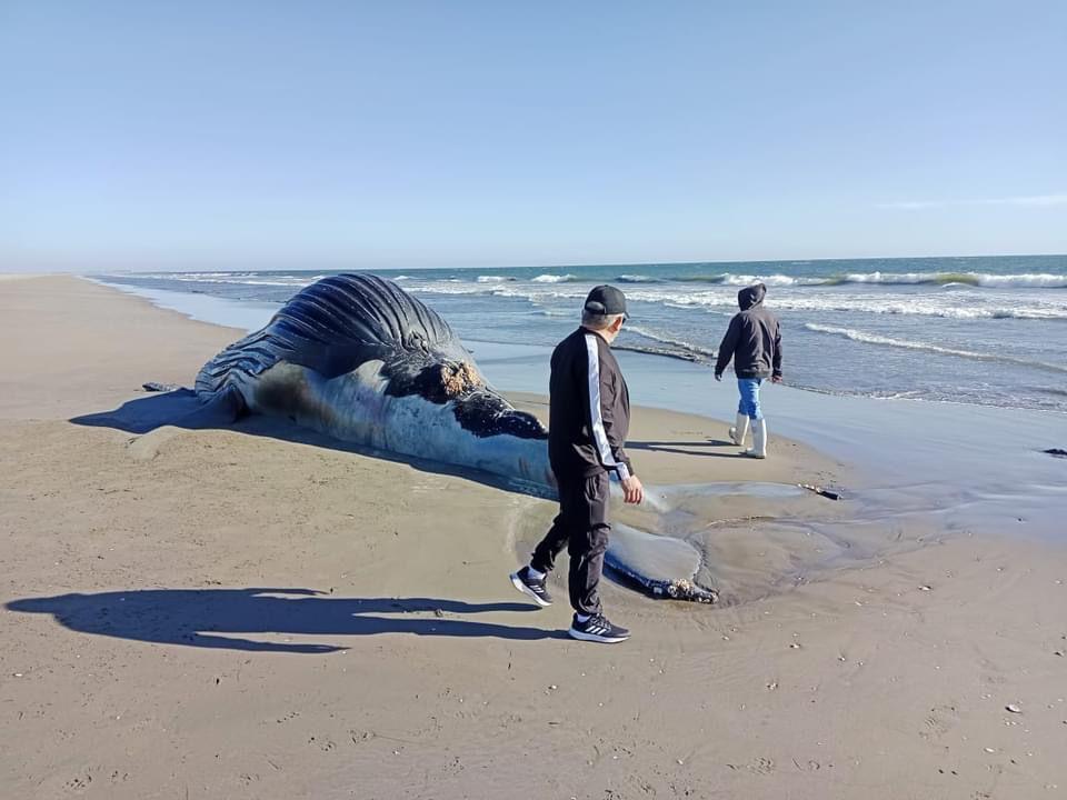 $!Ballena de más de 7 metros es encontrada muerta en playa de Guasave