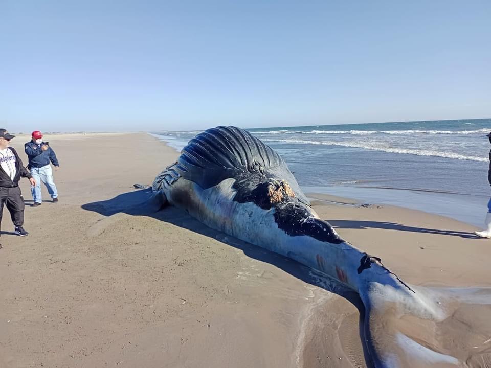 $!Ballena de más de 7 metros es encontrada muerta en playa de Guasave