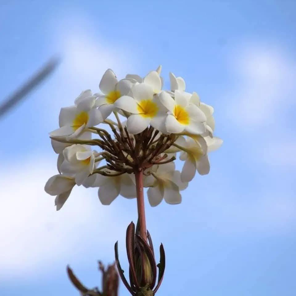 $!Harán senderismo para conocer de Mazatlán y cuidar de sus venados