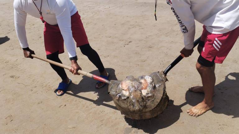 Elementos salvavidas retiran una aguamala de las playas de Mazatlán.