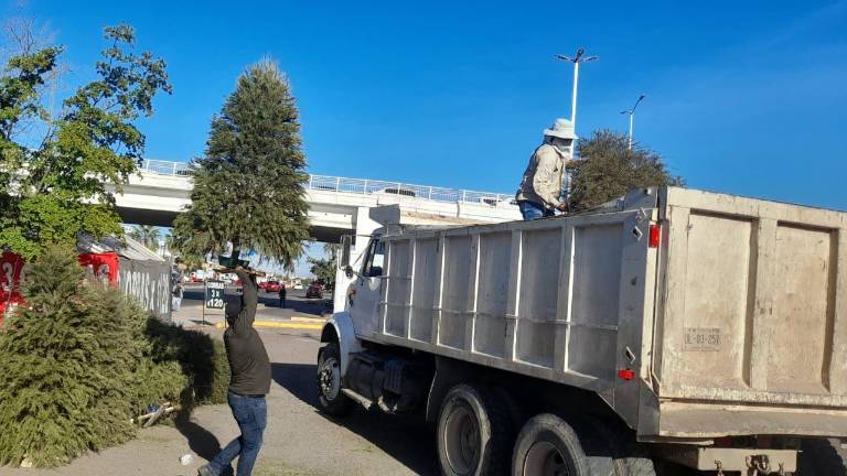 Harán composta con pinos navideños recolectados en centros de acopio, en Culiacán