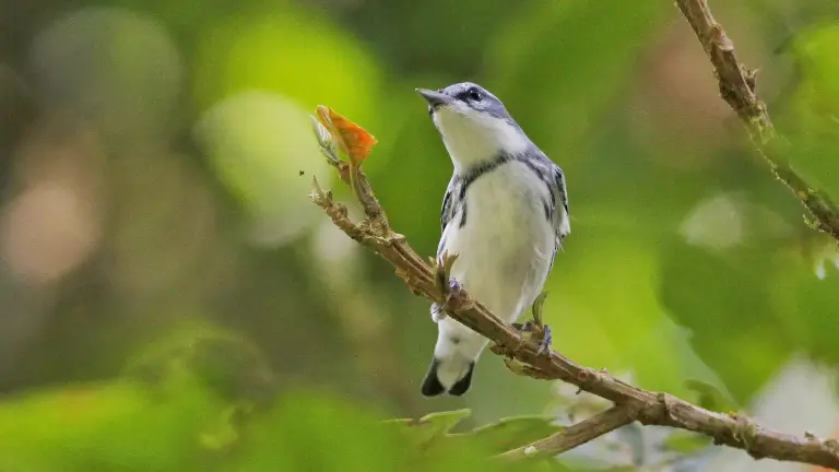 Reinita cerúlea (Setophaga cerulea) macho fotografiado en Costa Rica.