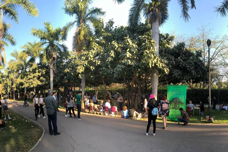 Florece la poesía en un árbol del Jardín Botánico de Culiacán