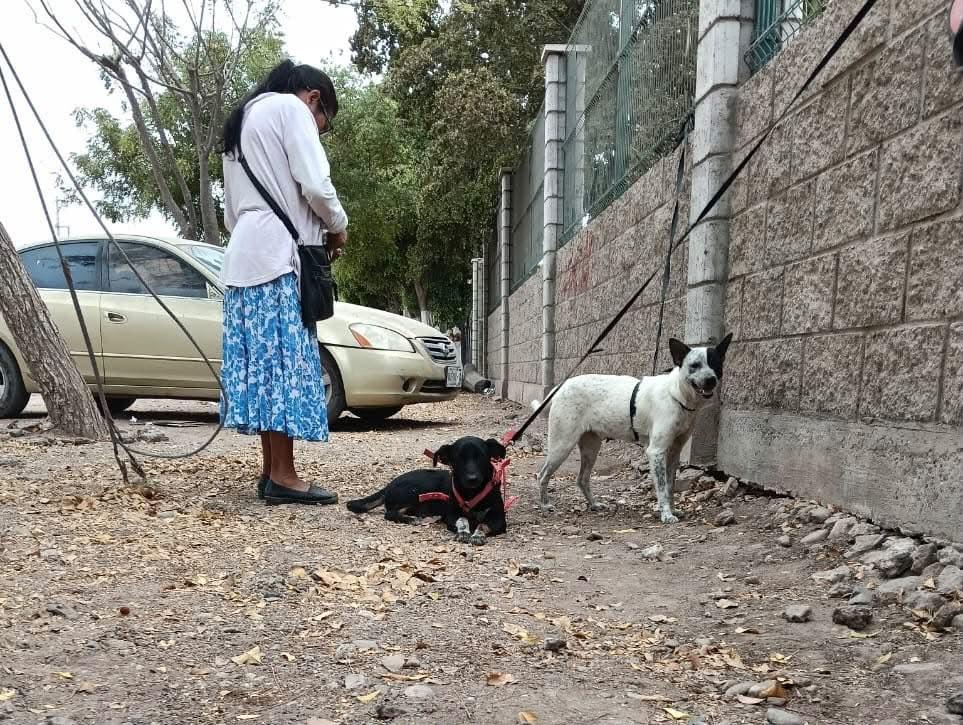 $!ARPA apuesta por educación y esterilización para combatir el abandono animal en Culiacán