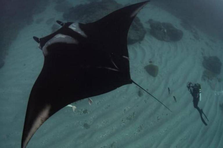 ¿Dónde nacen las mantas oceánicas? La respuesta se busca en el Archipiélago de Revillagigedo