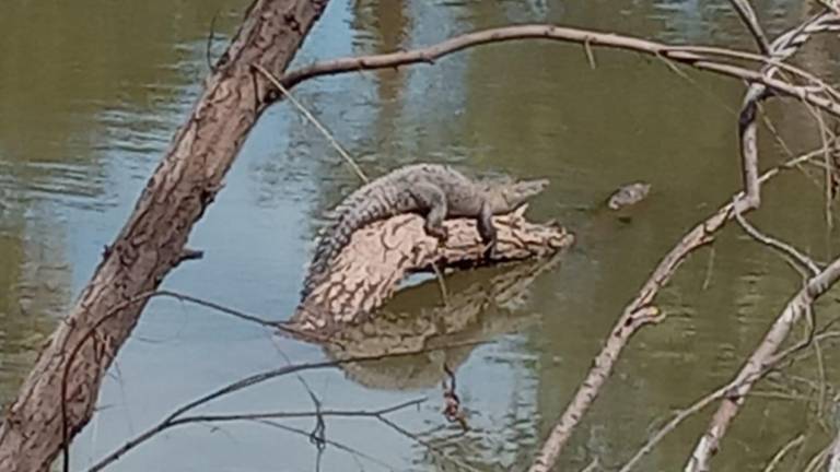 Cría de cocodrilo es vista en la ribera del río Tamazula, en Culiacán