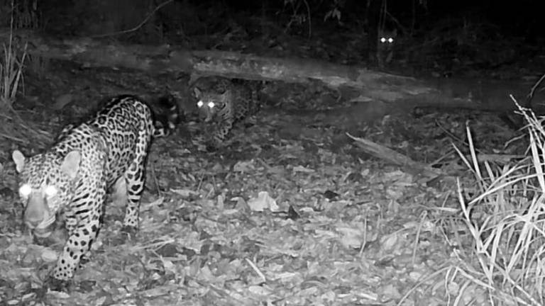 Jaguares en la noche, captados por una cámara trampa en Chiapas, México. Foto: cortesía Jaguardianes
