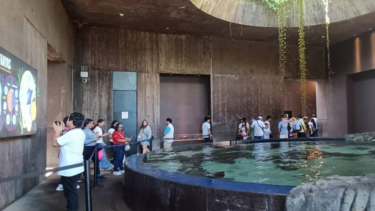 El Gran Acuario Mazatlán se ha consolidado como uno de los nuevos referentes turísticos del país.