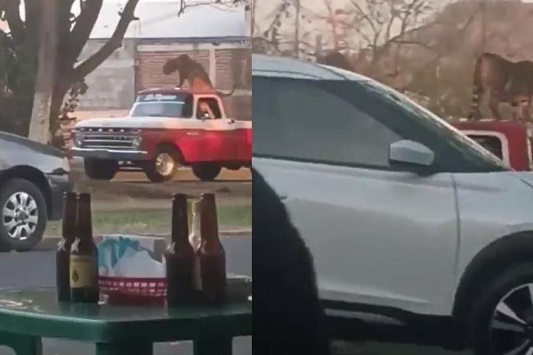 Pasean a tigre de bengala en camioneta en Parácuaro, Michoacán