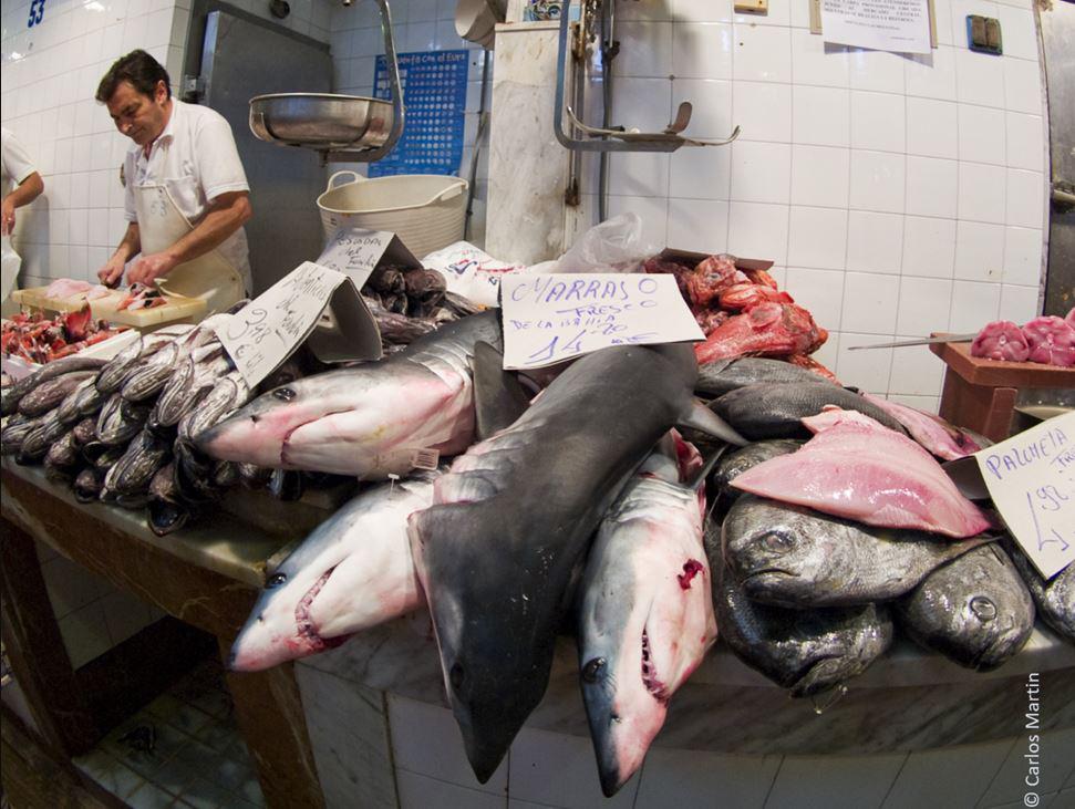 $!Tiburón mako (Isurus oxyrinchus) en venta en un mercado de pescado.