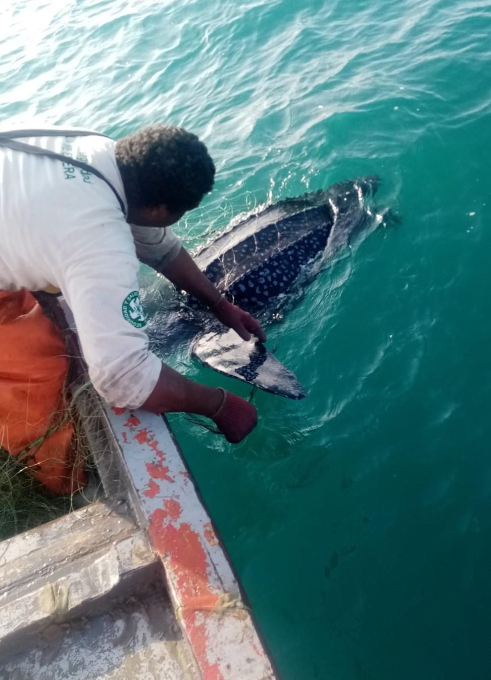 $!Luces de esperanza: la pesca con redes iluminadas protege a las tortugas marinas en el Perú