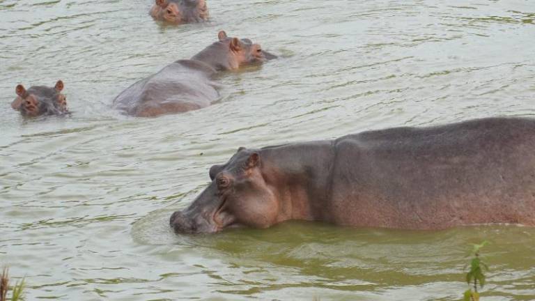 Cuatro hipopótamos andan libres en un humedal cerca de la finca del traficante.