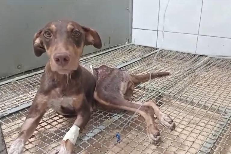 Esperanza, la perrita baleada en Culiacán no volverá a caminar