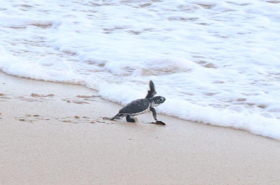 $!Liberan 43 crías de tortuga negra en playas de Mazatlán
