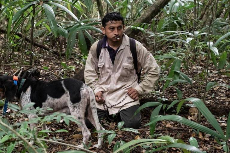Con olfato y corazón: la historia del entrenador y los ‘perros tigreros’ que rastrean jaguares para protegerlos