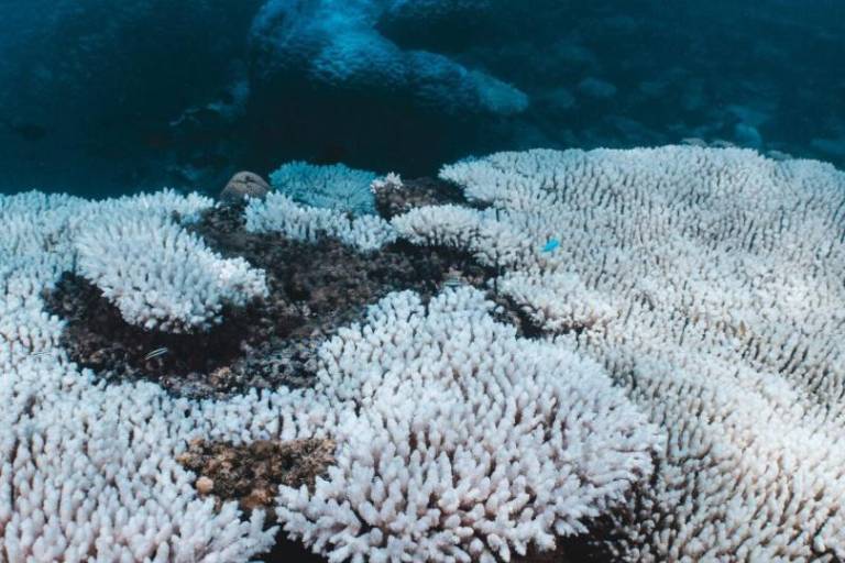 Las consecuencia del calentamiento del mar: blanqueamiento de corales afecta al 84% de los arrecifes del mundo