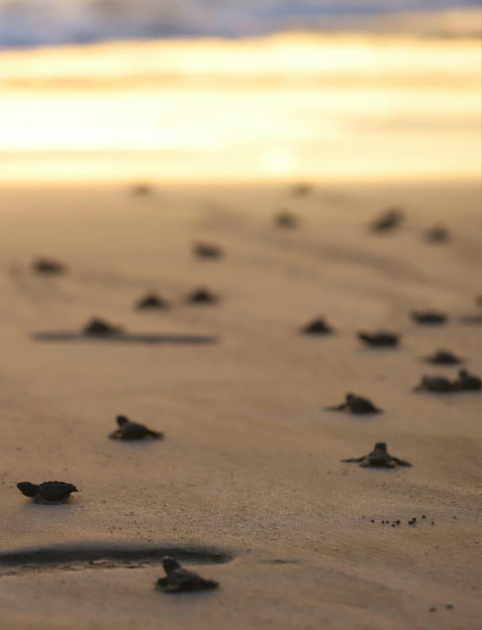 $!La liberación de tortugas se fusiona con el atardecer en Mazatlán