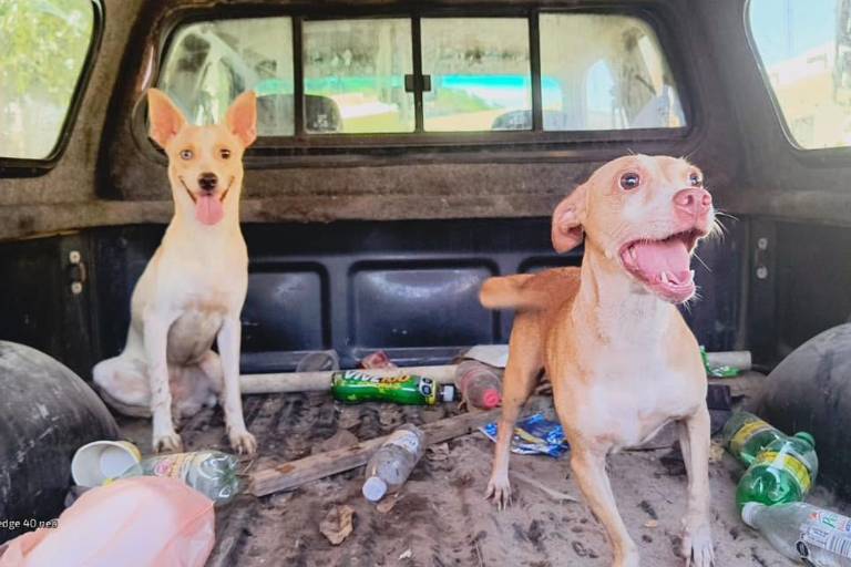 Aumentan casos de abandono animal en Sinaloa, advierte protectora de animales
