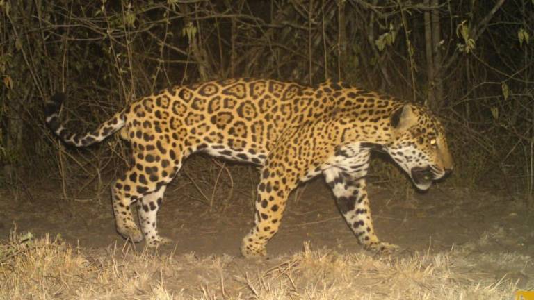 en los meses de marzo y abril se llevará a cabo el tercer Censo Nacional del Jaguar.