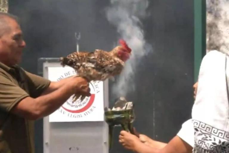 Sacrifican una gallina en el Senado; anuncian sanción para legislador que promovió ritual