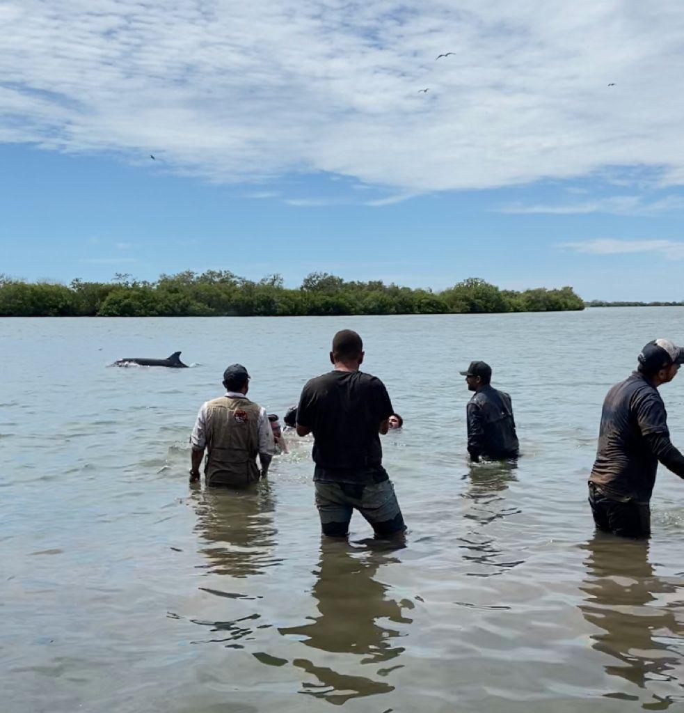 $!Encuentran delfines en dren agrícola de Navolato, zona donde predominan cocodrilos
