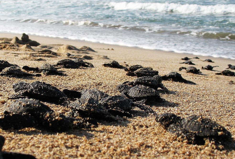 $!En Mazatlán invitan a participar en la protección y conservación de las tortugas marinas