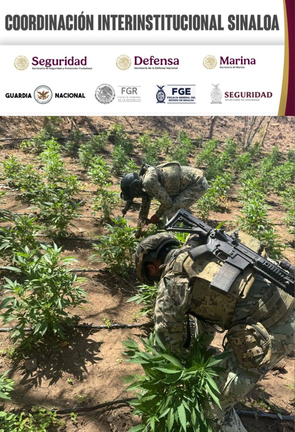 $!Localizan y destruyen plantío de mariguana en Cosalá; aseguran 18 toneladas de droga
