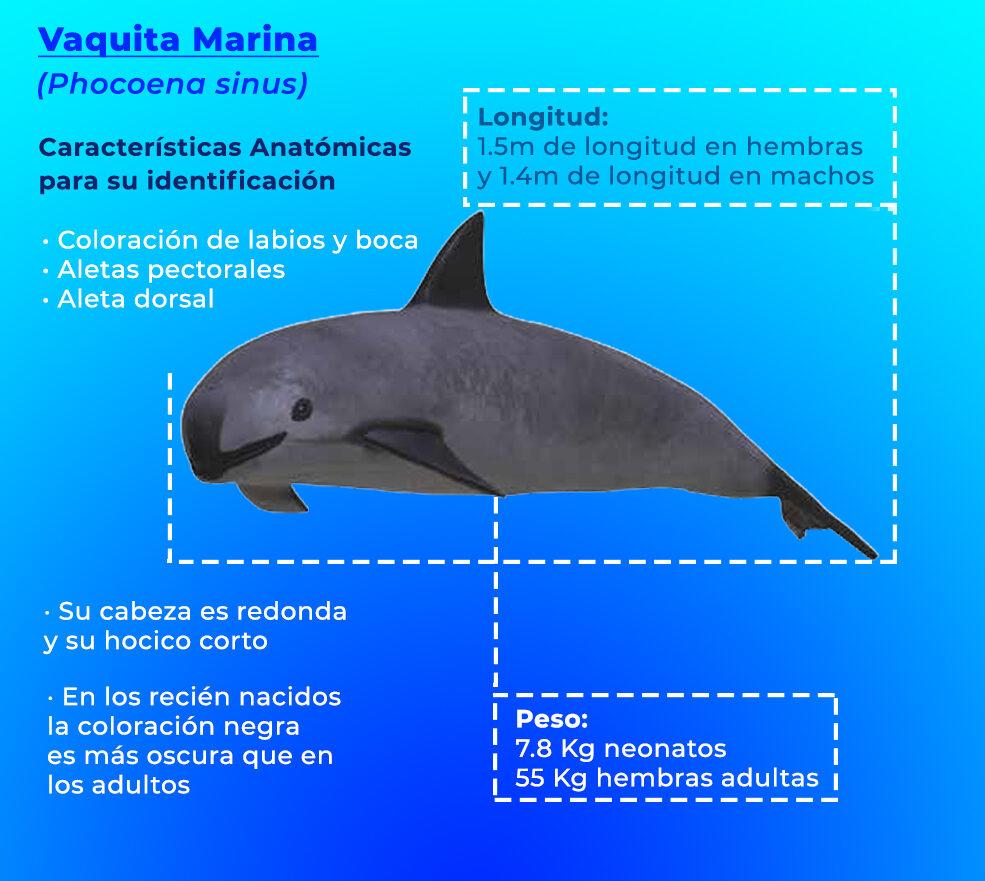 $!‘La vaquita marina es una de las víctimas del mal manejo del sector pesquero en México’