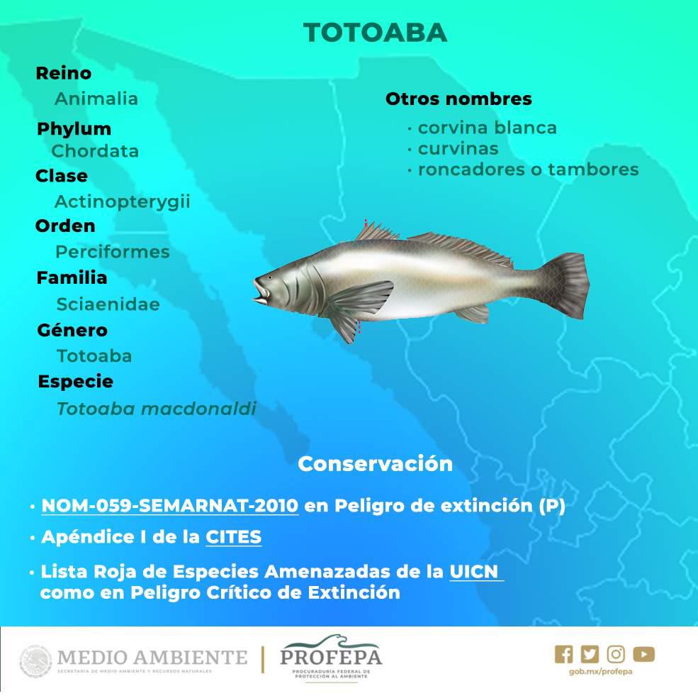 $!EU amaga a México con sanciones comerciales por poner en peligro a la vaquita marina