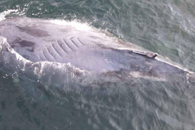 Proyecto de escalera náutica amenaza a mantarrayas gigantes, ballenas y tortugas en México