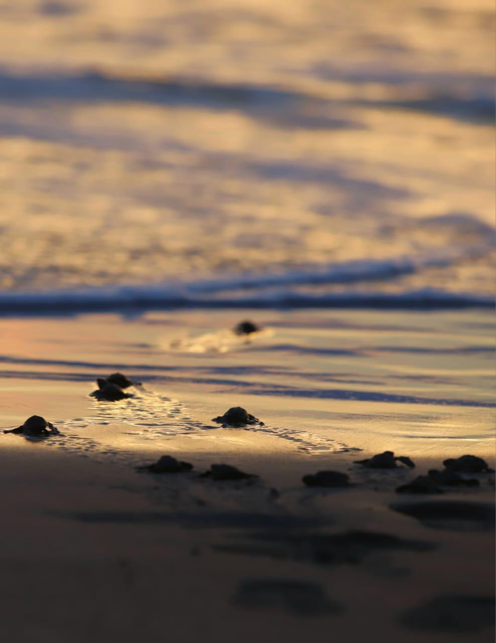 $!La liberación de tortugas se fusiona con el atardecer en Mazatlán